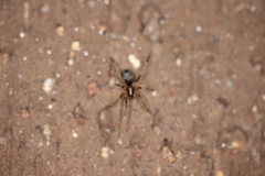 Corinnoidea