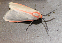 Pygarctia spraguei
