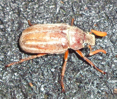 Polyphylla occidentalis