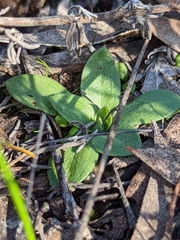Pterostylis mutica