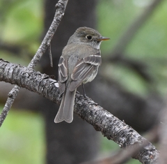 Empidonax affinis
