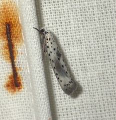 Yponomeuta irrorellus