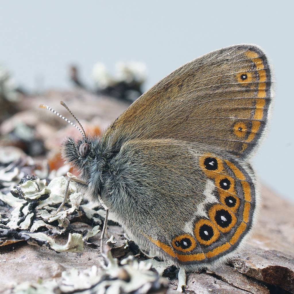 Coenonympha
