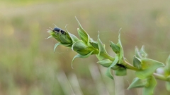 Mecinus janthiniformis