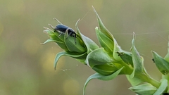 Mecinus janthiniformis