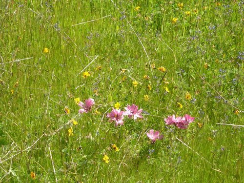 iNaturalist observation photo of checkerbloom