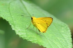 Cupitha purreea