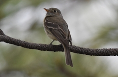 Empidonax affinis