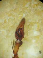 Heteropoda venatoria