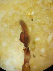 Heteropoda venatoria