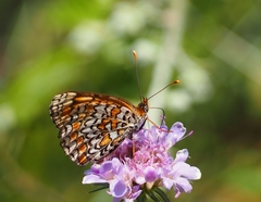 Melitaea pseudornata