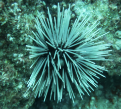 Echinothrix