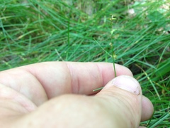 Carex radiata