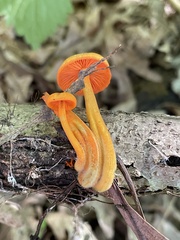Mycena leaiana