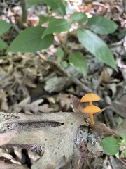 Mycena leaiana