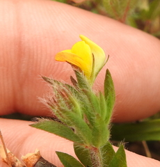 Lotus angustissimus