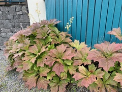 Rodgersia
