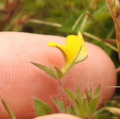 Lotus angustissimus