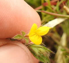 Lotus angustissimus