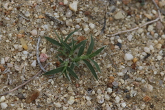 Munroa squarrosa