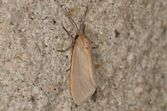 Pygarctia abdominalis