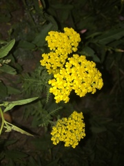 Achillea arabica