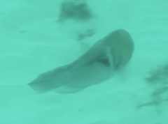 Choerodon cephalotes