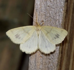 Macaria ribearia