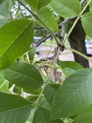 Fraxinus pennsylvanica