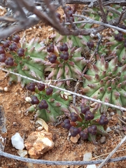 Euphorbia susannae
