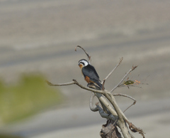 Microhierax caerulescens
