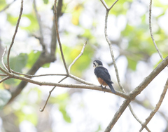 Microhierax caerulescens