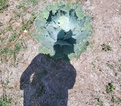 Agave guadalajarana