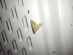 Glaphyria glaphyralis