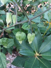 Physalis longifolia subglabrata
