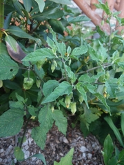 Physalis longifolia subglabrata