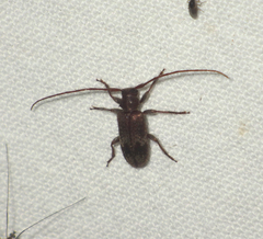 Exocentrus adspersus