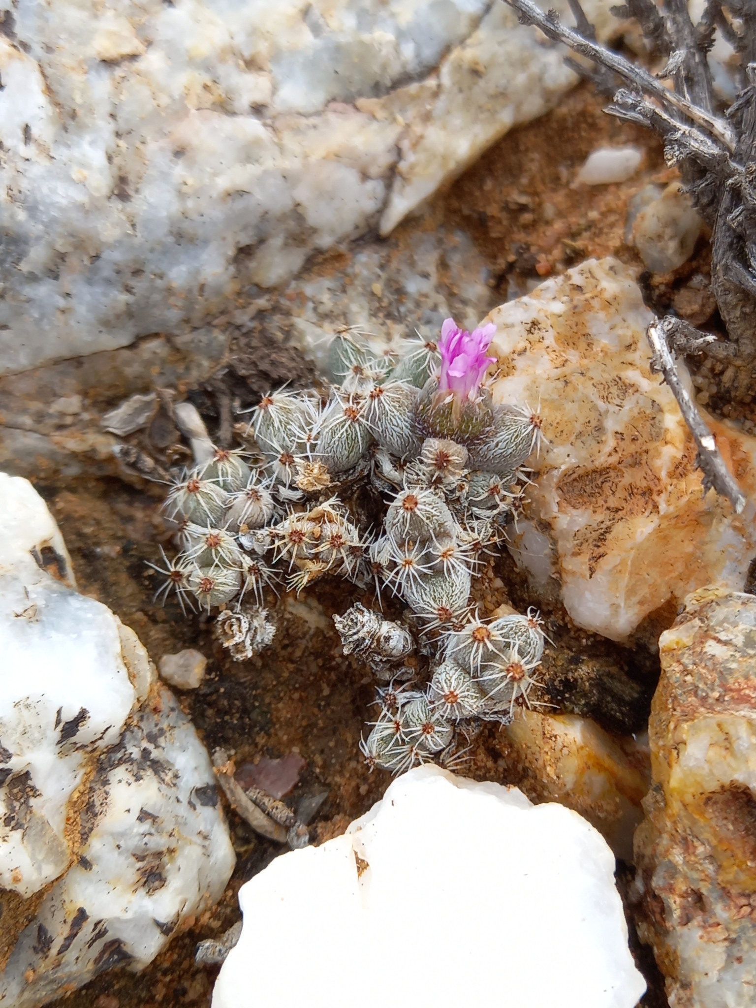 Trichodiadema marlothii L. Bolus 2