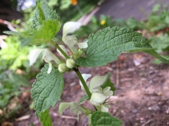 Lamium album