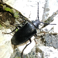 Prionus besikanus