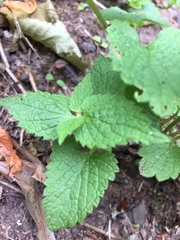 Lamium album