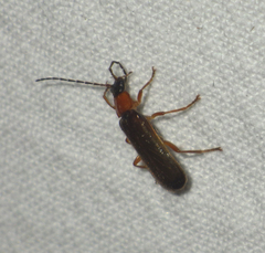 Rhagonycha lutea