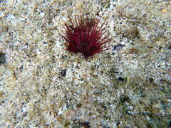 Echinostrephus aciculatus