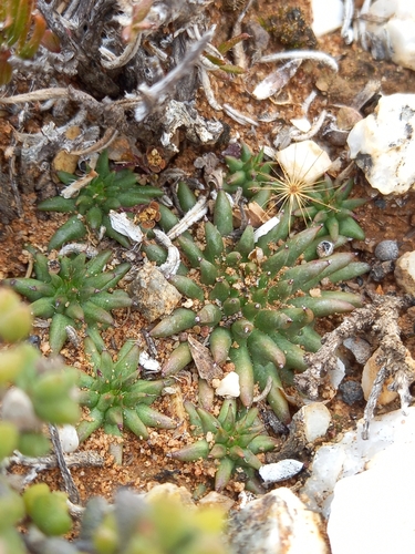 Euphorbia susannae, photograph 2