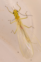 Alloperlini