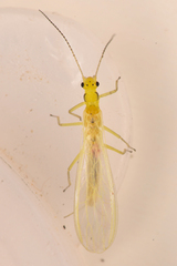 Alloperlini
