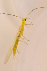 Alloperlini