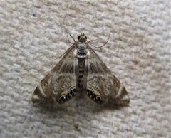 Petrophila canadensis