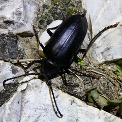 Prionus besikanus