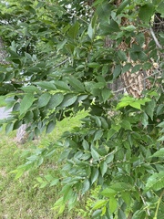 Ulmus pumila
